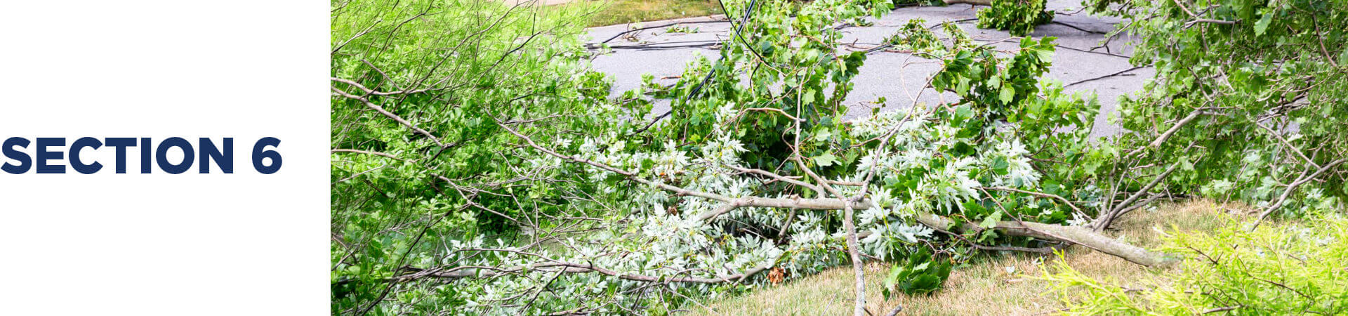 section 6 header showing fallen trees after a bad storm